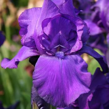 Ирис Iris Germanica ‘Matinata’